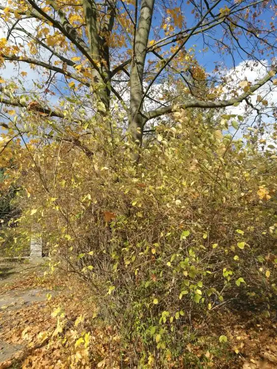 Dendrologická stezka