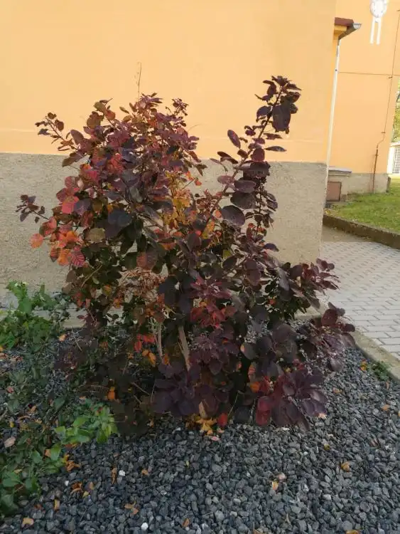 Dendrologická stezka