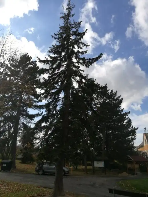 Dendrologická stezka