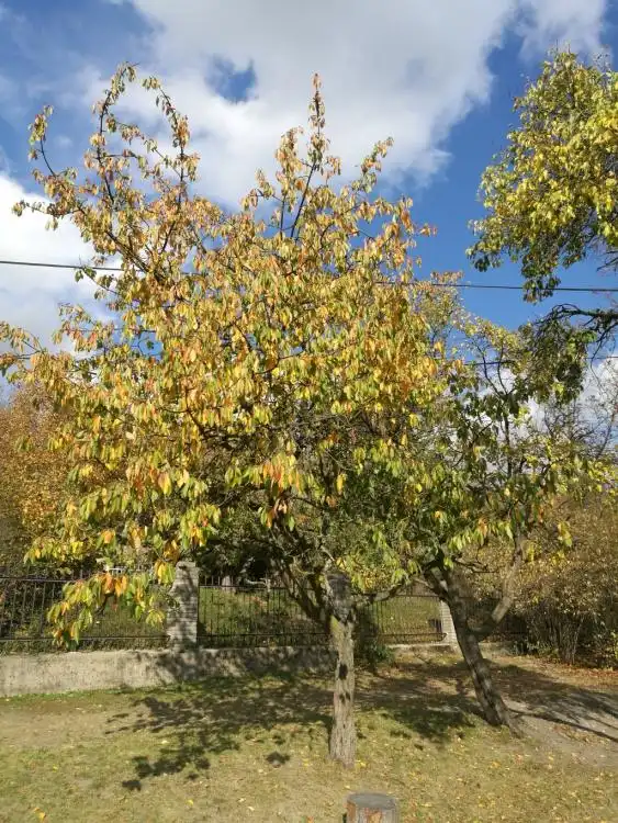 Dendrologická stezka