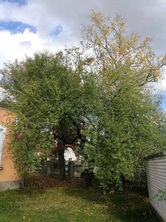 Dendrologická stezka