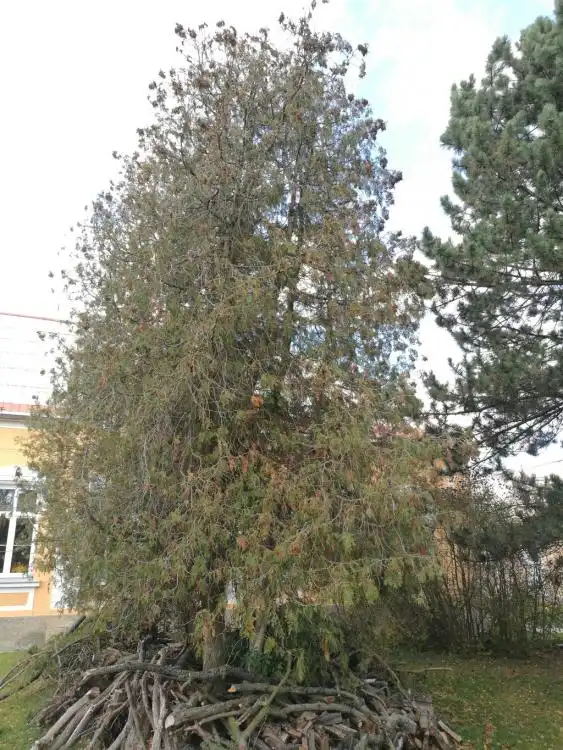 Dendrologická stezka